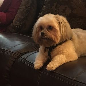 Meet your Posher, Diana